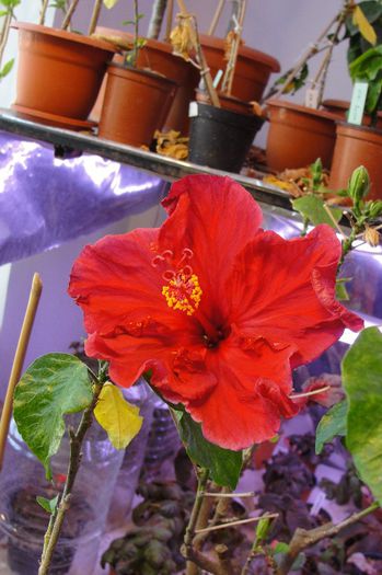hibiscus Helene