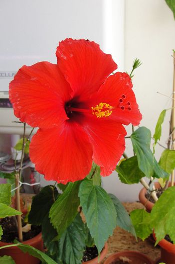 hibiscus  Nihi
