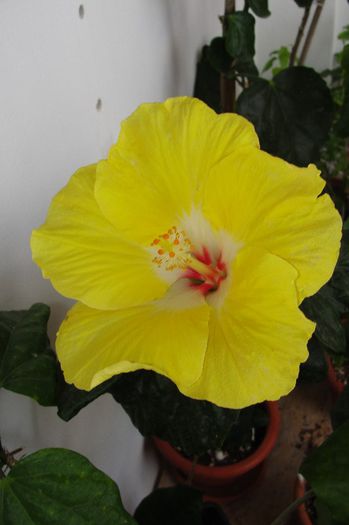 hibiscus Agustin Cordero