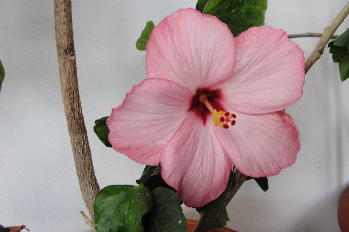 hibiscus Amour