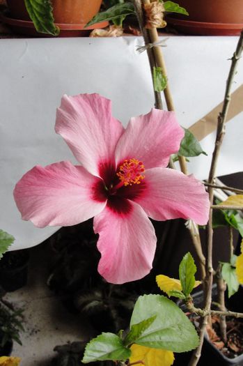 hibiscus Natal