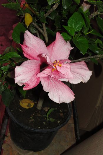 hibiscus roz pal dublu