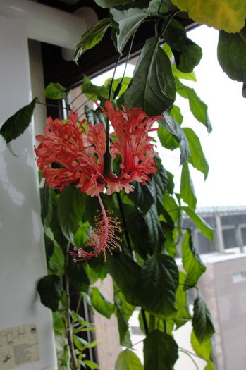 hibiscus Schizopetalus