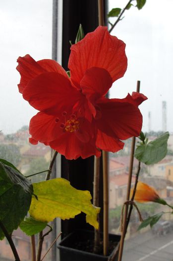 hibiscus Somon dublu