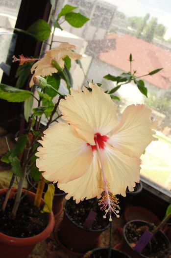 hibiscus Fort de France