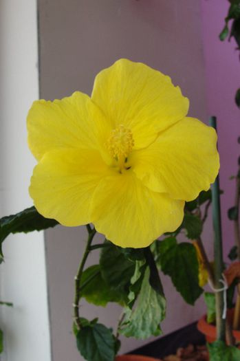 hibiscus Yellow Delight