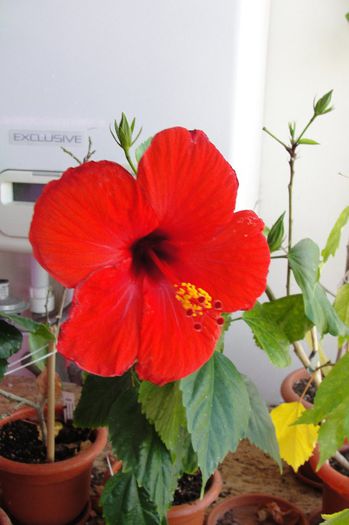 hibiscus Nihi