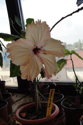 hibiscus Fort de France