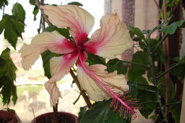 hibiscus Rowenas Weeding