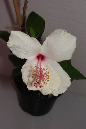 hibiscus Arnottianus
