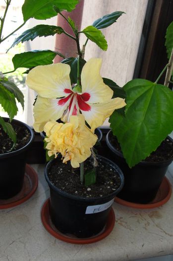 hibiscus El capitolio sport of sport