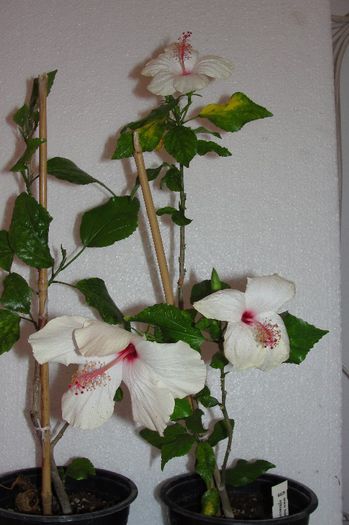 hibiscus Arnottianus