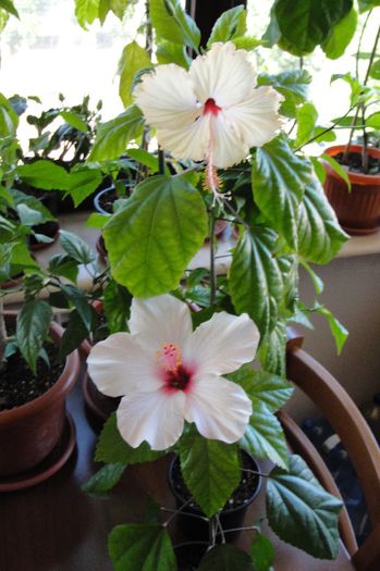 hibiscus Fort de France / Apple Blossom