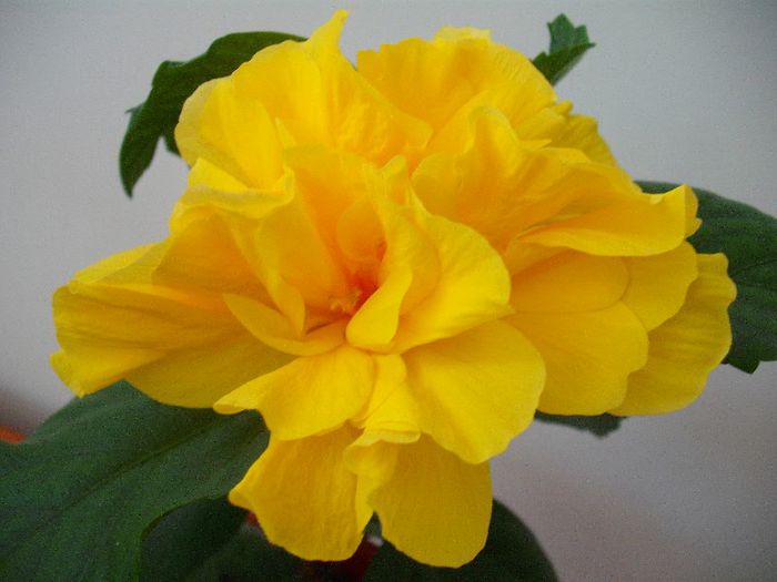 prima floare