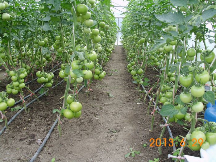 Gabriela F1; Gabriela F1
