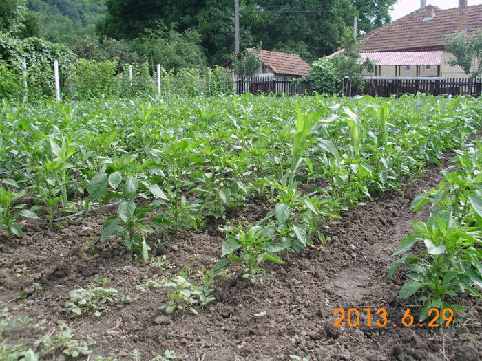Kapia Slonovo uvo - 2013