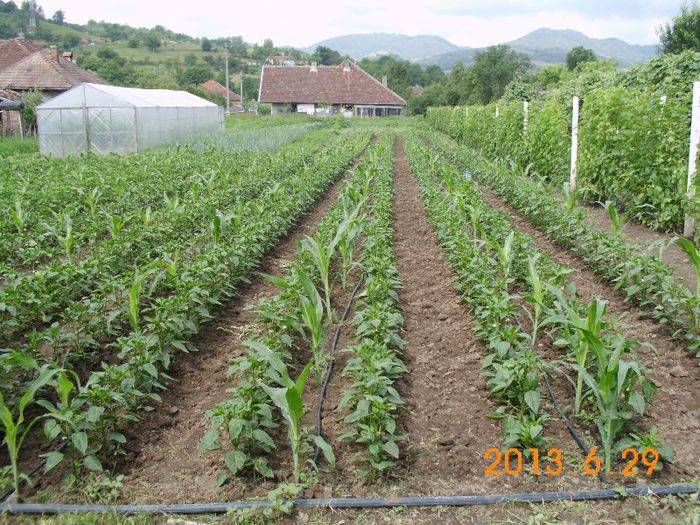 Slonovo uvo; Slonovo uvo
