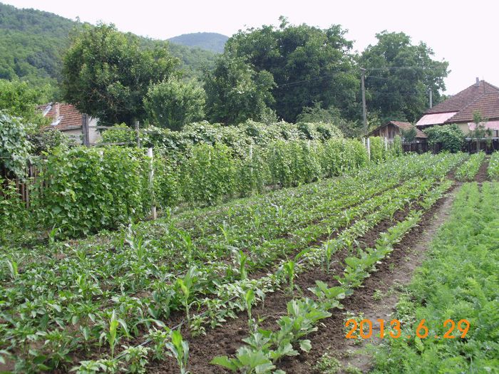 Vinete si gogosar; Vinete si gogosar
