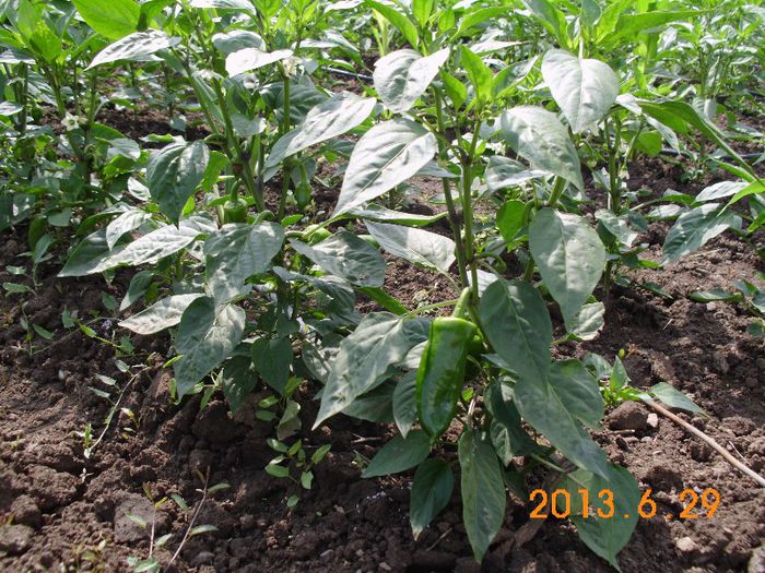 Rod  ardei kapia; Rod ardei kapia
