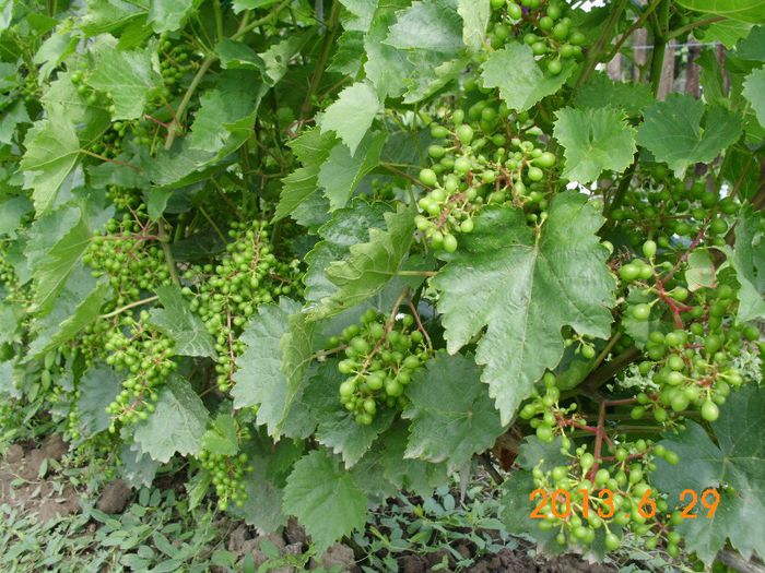 Rod Perla de Zala; Rod Perla de Zala
