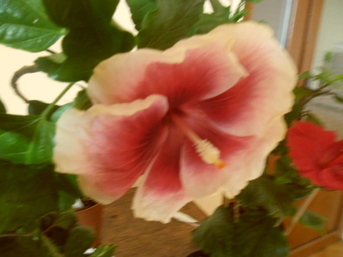 Tahitian Purple Lady - Hibiscus 2013 -1