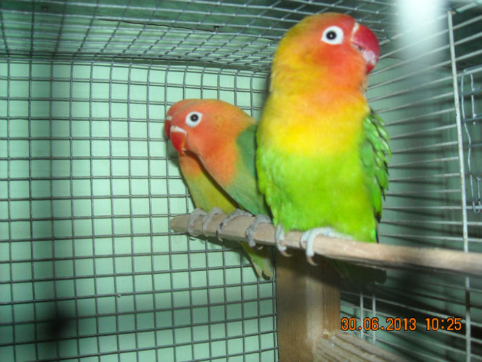 DSCN0118 - Pui agapornis