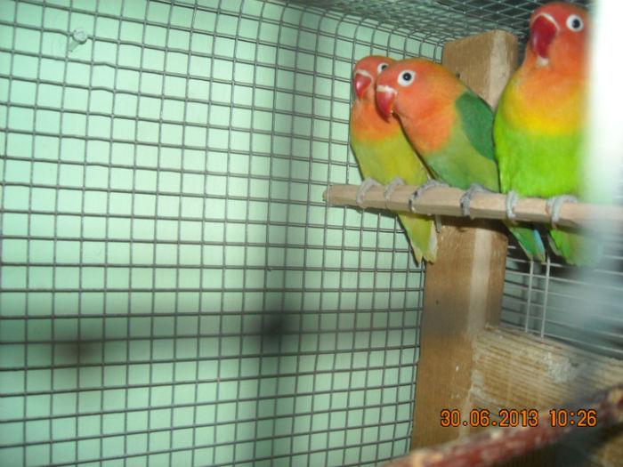 DSCN0119 - Pui agapornis