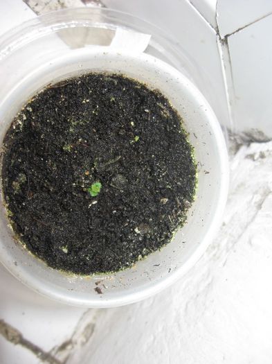 Sauline 06 -2013 ultimul care iese la viata .