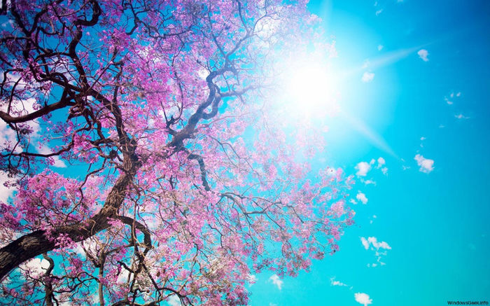 pink_spring_hd_widescreen_wallpapers_1280x800 - Primavara