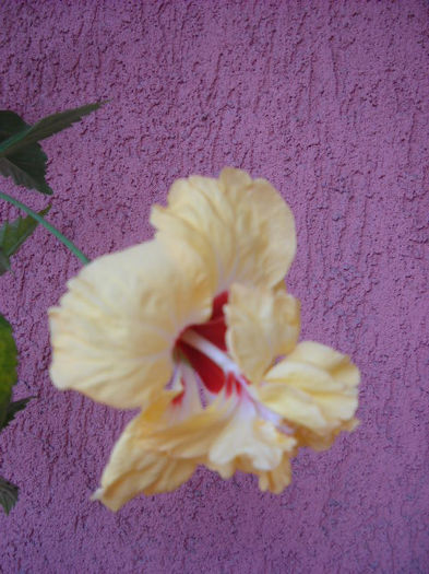 30 Iunie.El.capit. galb