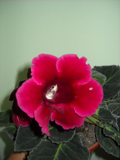 Defiance ! 29.06.013 - 1GLOXINIA- 2013