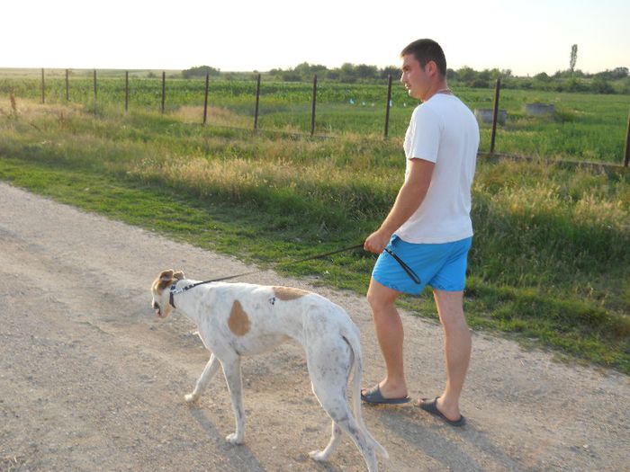 13.06.16 - 005 - ogari greyhound