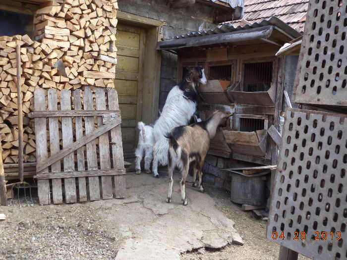 Violeta si Tapul - Poze recente reusite