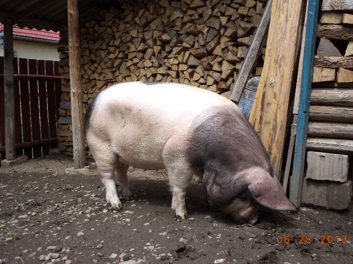 Scrofita cu picioare scurte