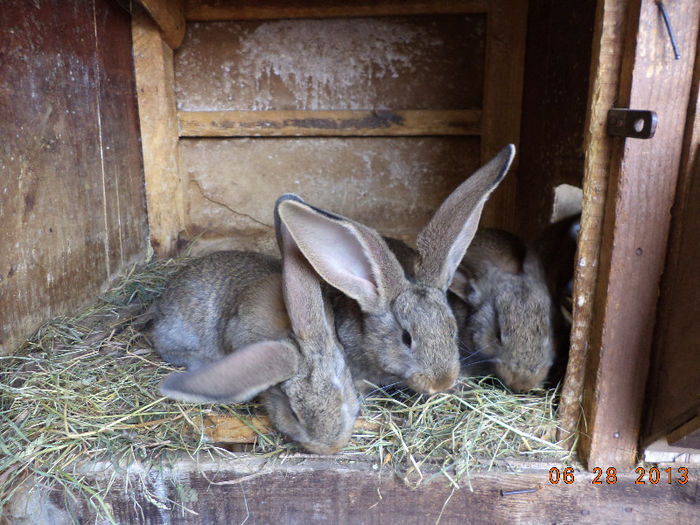 Urecheati ca tatal lor