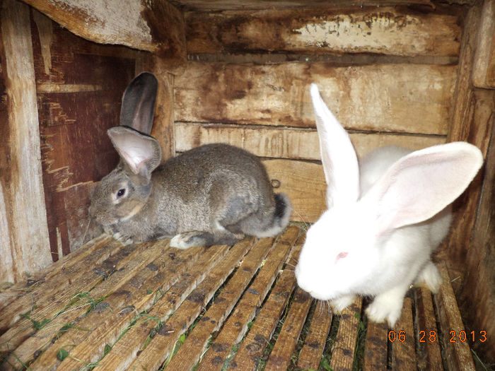 Doi masculi de la Zetea tineri