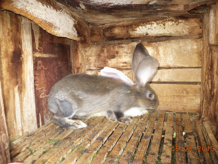 Doi masculi pt anul viitor