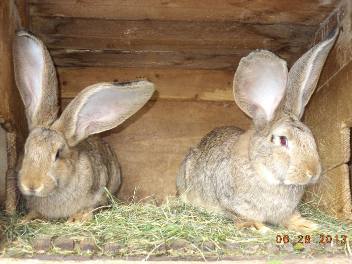 Pui din prima generatie-2