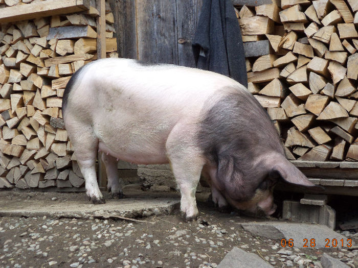 Nu are treaba scrofita