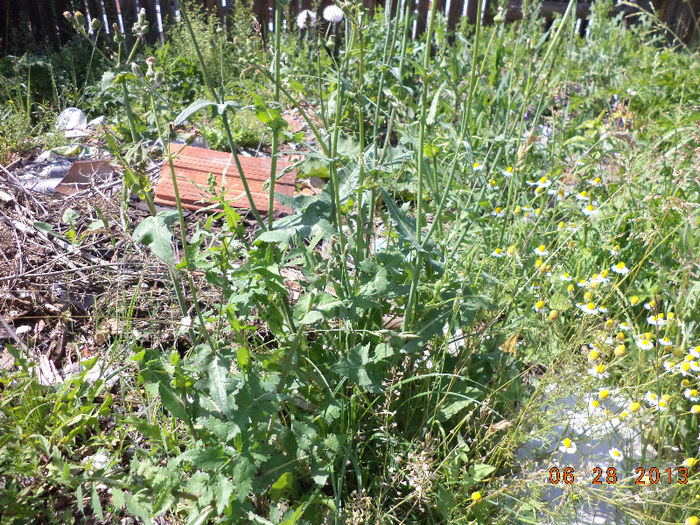 Susaiul moale tot pt iepuri e bun