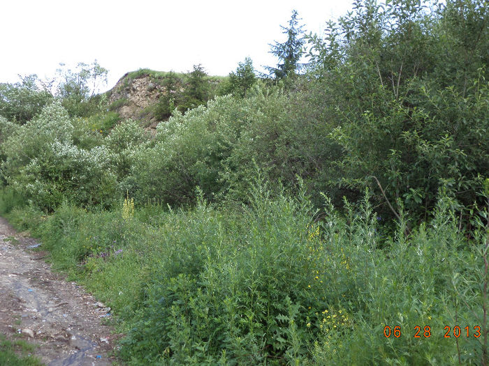 Loc de pascut cu caprele,,tufe si salcie