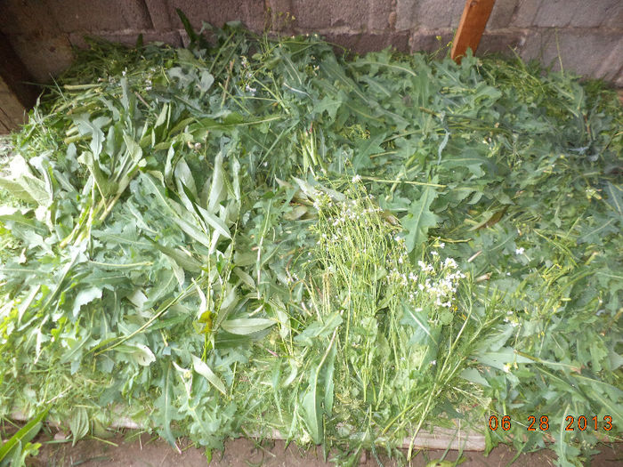 Susai strans pt iepuri