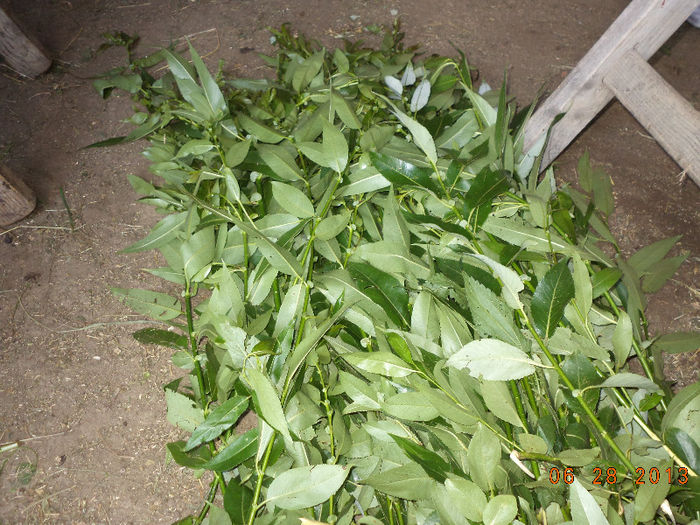 Salcie crengi pentru iepuri si capre