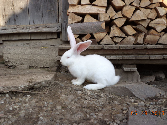 Sper sa se faca mare si frumos pe primavara