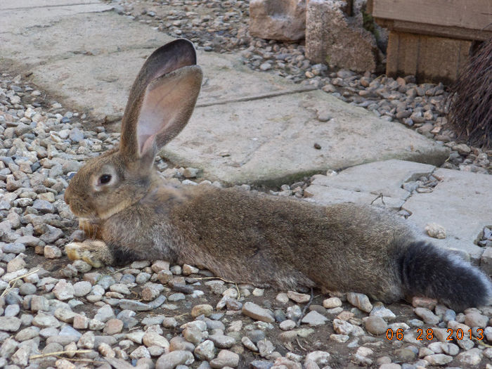 Celalant mascul urias german gri