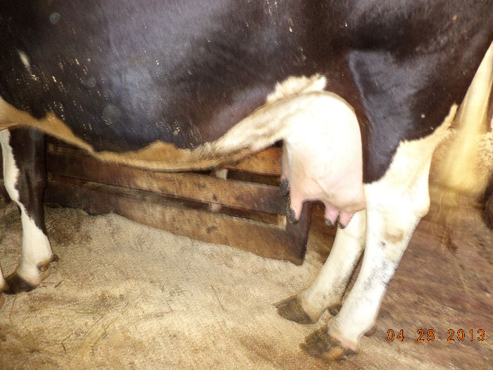 Vaca lui domnul Sabin