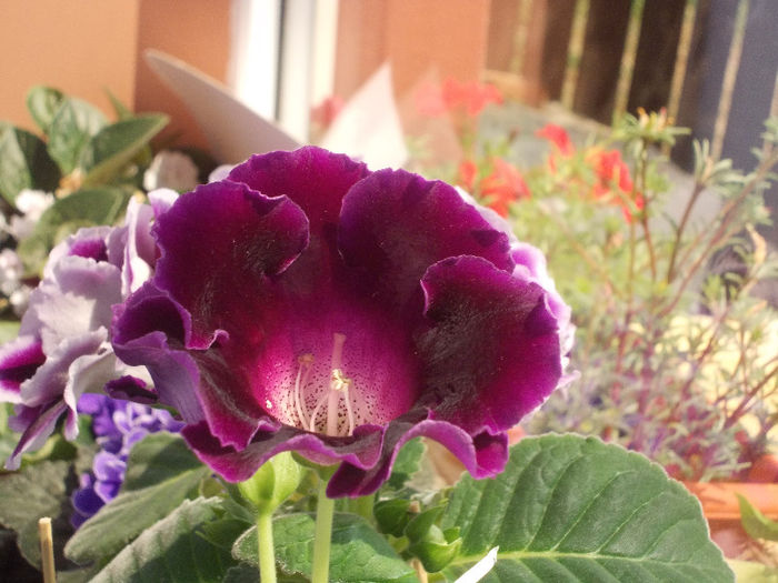 DSCN9308_4765 - Florile mele