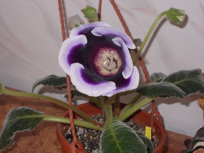 DSCN9257_4714 - Florile mele