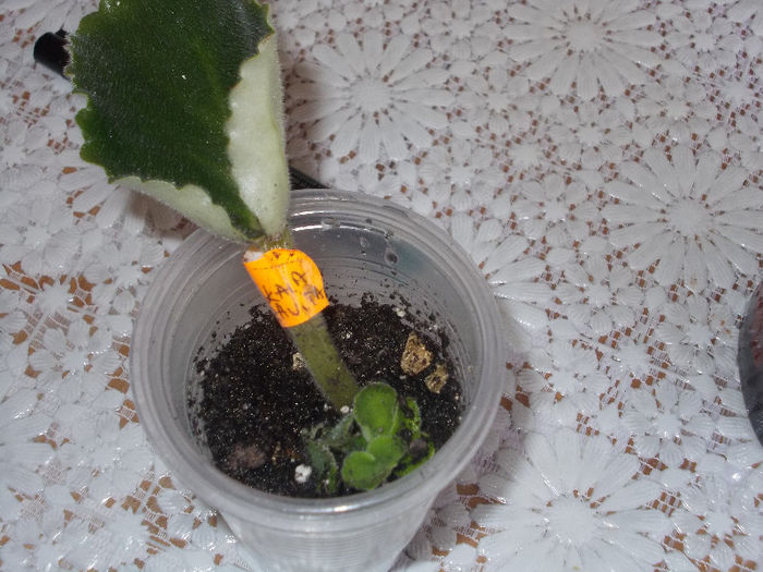 DSCN9267_4724 - Florile mele