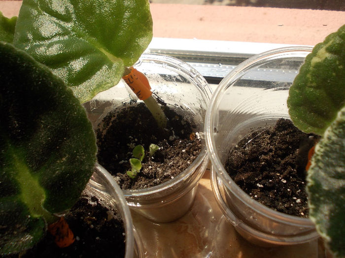 DSCN9269_4726 - Florile mele